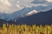 Trees and mountains, Indus valley landscape, Ladakh