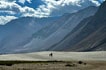 Camel at Hunder Stand Dunes, Nubra valley, Ladakh
