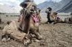Bactrian camels at Hunder Sand Dunes, Nubra valley, Ladakh