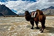 Bactrian camel, Hunder sand dunes, Nubra valley, Ladakh in winter