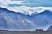 Bactrian camels, Hunder sand dunes, Nubra valley, Ladakh