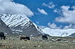 Ladakh road trip