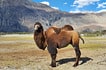 Bactrian camel, Hunder sand dunes, Nubra valley, Ladakh
