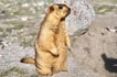 Marmotte au Ladakh