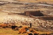 Nomads in Changthang region, Ladakh