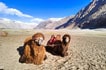 Hunder Sand Dunes, Bactrian Camels, Nubra valley, Ladakh