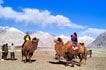 Hunder Sand Dunes, Bactrian camel ride, Nubra valley, Ladakh