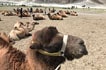 Camel at Hunder Sand Dunes in the Nubra valley of Ladakh