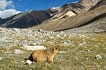 Himalayan marmot, Ladakh