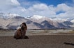 Bactrian camel, Hunder sand dunes, Nubra valley, winter in Ladakh