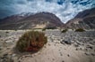 Landscape in the Nubra valley, Ladakh
