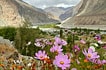 Flowers and valley, Ladakh