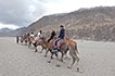 Camel ride at Hunder sand dunes, Nubra valley, Ladakh