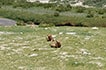 Wildlife of Ladakh, marmots