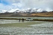 Tso Kar Lake, Ladakh