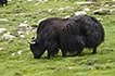 Yak, wildlife of Ladakh
