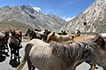 Horses on the road, Zanskar Valley