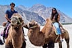 Camel safari, Hunder sand dunes, Ladakh