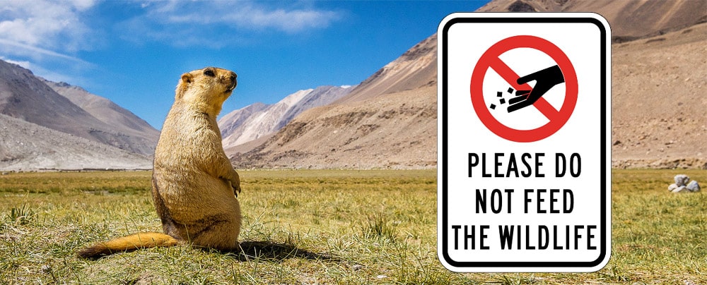 Sign board PLEASE DO NOT FEED THE WILDLIFE & marmot in Ladakh