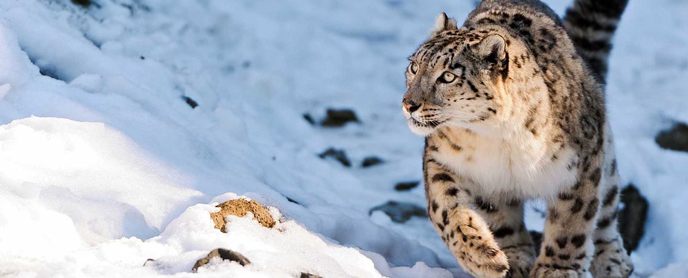 Wildlife photography, Snow Leopard, Ladakh