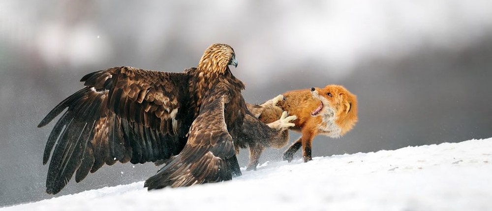 Golden eagle and red fox fight