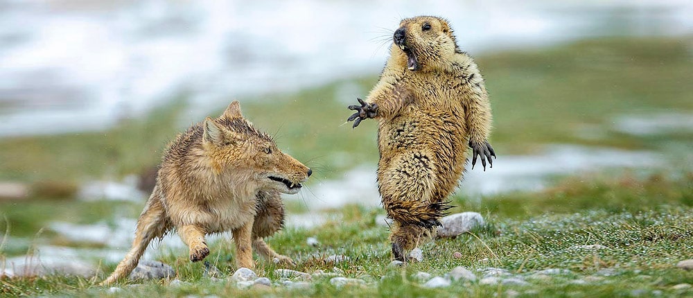 Wildlife of Ladakh: 30 Mammals & Birds (Himalayan Animals) Wildlife of Ladakh: 30 Mammals & Birds (Himalayan Animals)