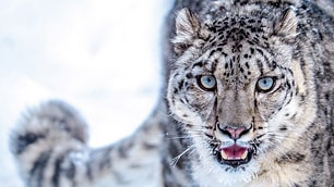 Wildlife of Ladakh: 30 mammals & birds (Himalayan animals)