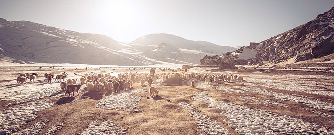 Winter landscape with sheep and goats at sunset, Ladakh in winter