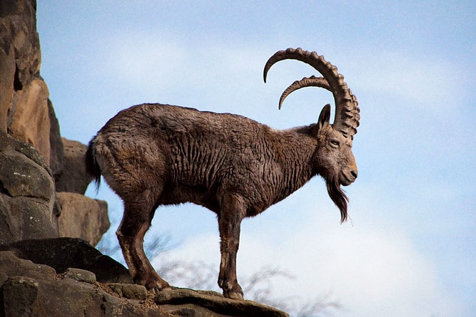 Wildlife of Ladakh: 30 Mammals & Birds (Himalayan Animals) Wildlife of Ladakh: 30 Mammals & Birds (Himalayan Animals)