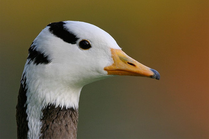 Bar-headed Goose, wildlife of Ladakh