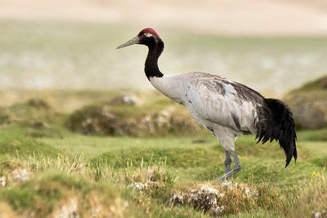 Black-necked Crane , wildlife of Ladakh