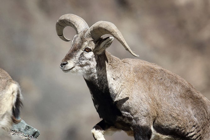 Wildlife of Ladakh: 30 Mammals & Birds (Himalayan Animals) Wildlife of Ladakh: 30 Mammals & Birds (Himalayan Animals)
