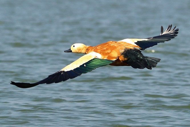 Brahminy Duck or Ruddy Shelduck, wildlife of Ladakh