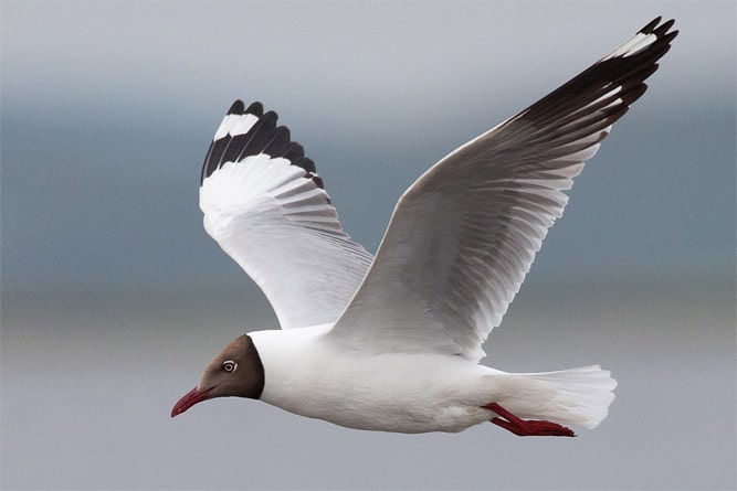 Brown-headed Gull , wildlife of Ladakh
