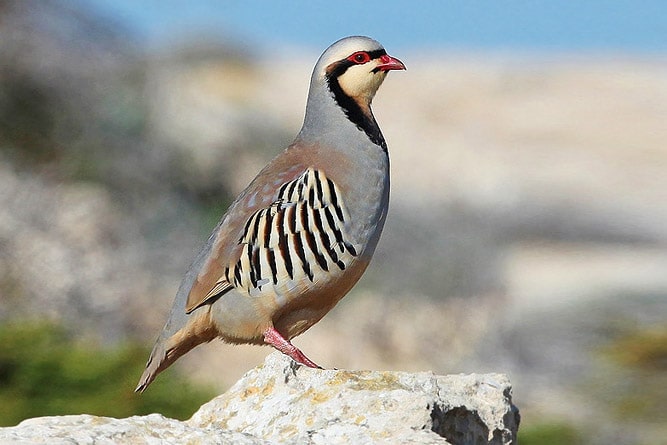 Chukar Partridge , wildlife of Ladakh