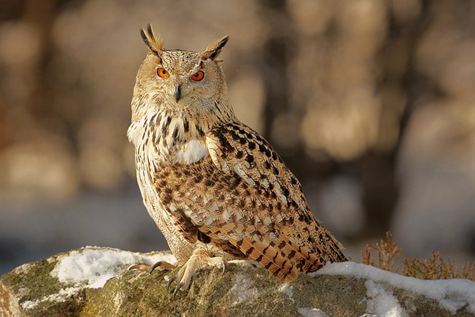 Eurasian Eagle Owl, wildlife of Ladakh