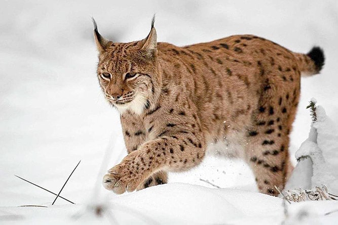 Eurasian Lynx, wildlife of Ladakh
