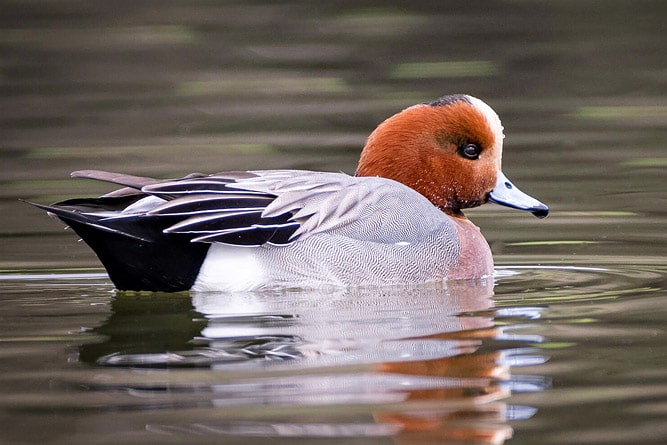 Eurasian Wigeon, wildlife of Ladakh