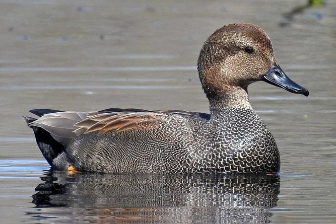 Gadwall , wildlife of Ladakh