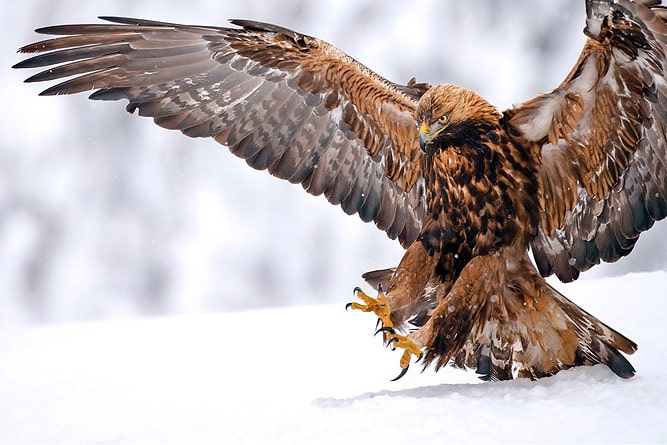 Golden Eagle , wildlife of Ladakh