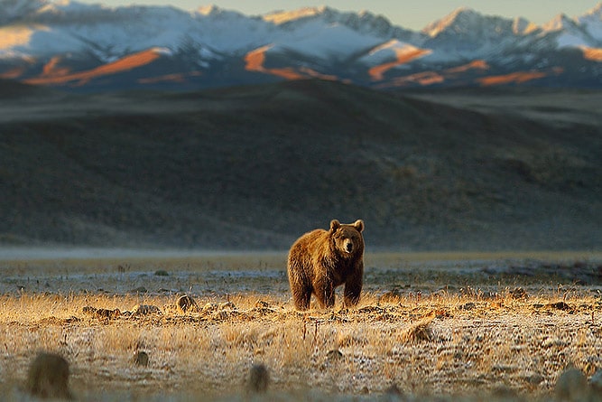 Wildlife of Ladakh: 30 Mammals & Birds (Himalayan Animals)