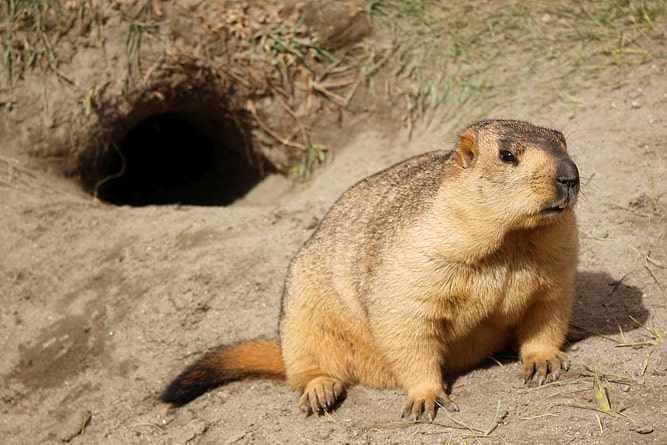 Wildlife of Ladakh: 30 Mammals & Birds (Himalayan Animals) Wildlife of Ladakh: 30 Mammals & Birds (Himalayan Animals)