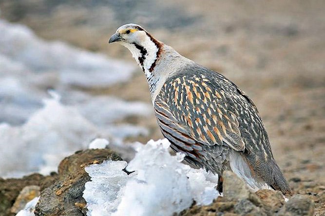 Himalayan Snowcock, wildlife of Ladakh