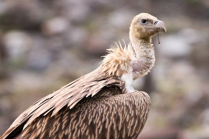 Wildlife of Ladakh: 30 Mammals & Birds (Himalayan Animals) Wildlife of Ladakh: 30 Mammals & Birds (Himalayan Animals)
