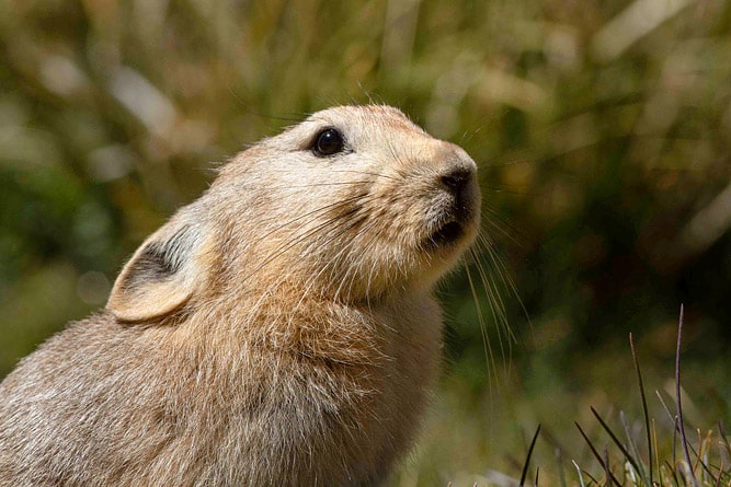 Ladakh Pika, wildlife of Ladakh