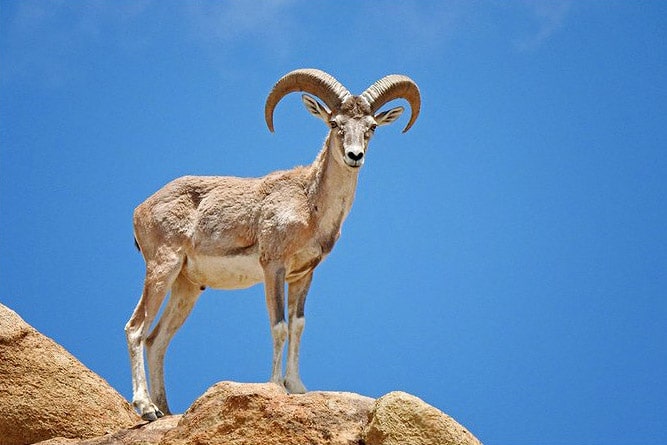 Wildlife of Ladakh: 30 Mammals & Birds (Himalayan Animals) Wildlife of Ladakh: 30 Mammals & Birds (Himalayan Animals)