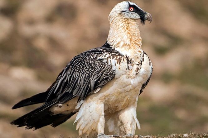 Lammergeier , wildlife of Ladakh