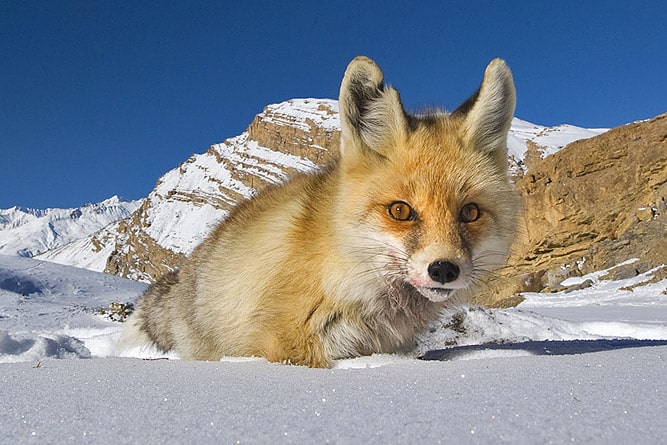 Wildlife of Ladakh: 30 Mammals & Birds (Himalayan Animals) Wildlife of Ladakh: 30 Mammals & Birds (Himalayan Animals)