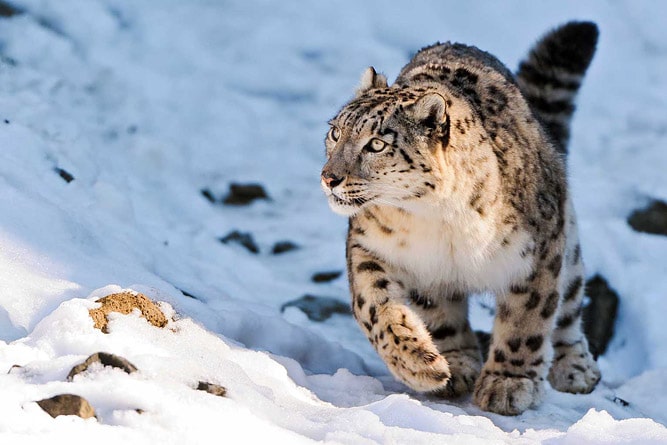 Wildlife of Ladakh: 30 Mammals & Birds (Himalayan Animals) Wildlife of Ladakh: 30 Mammals & Birds (Himalayan Animals)