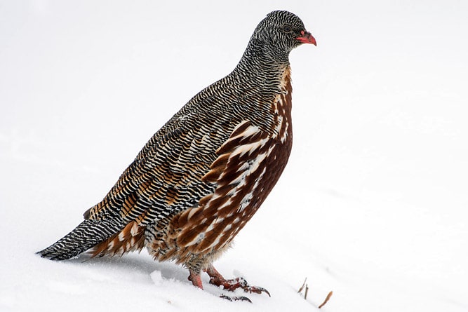 Snow Partridge , wildlife of Ladakh